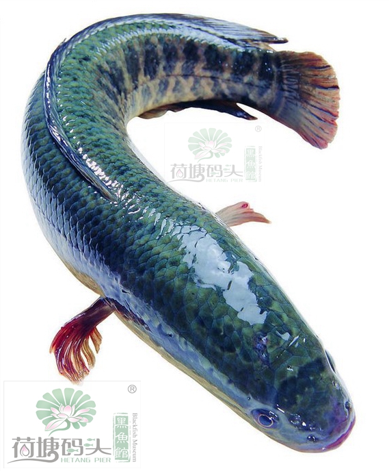 黑鱼2.jpg